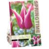 Tulipa Claudia
