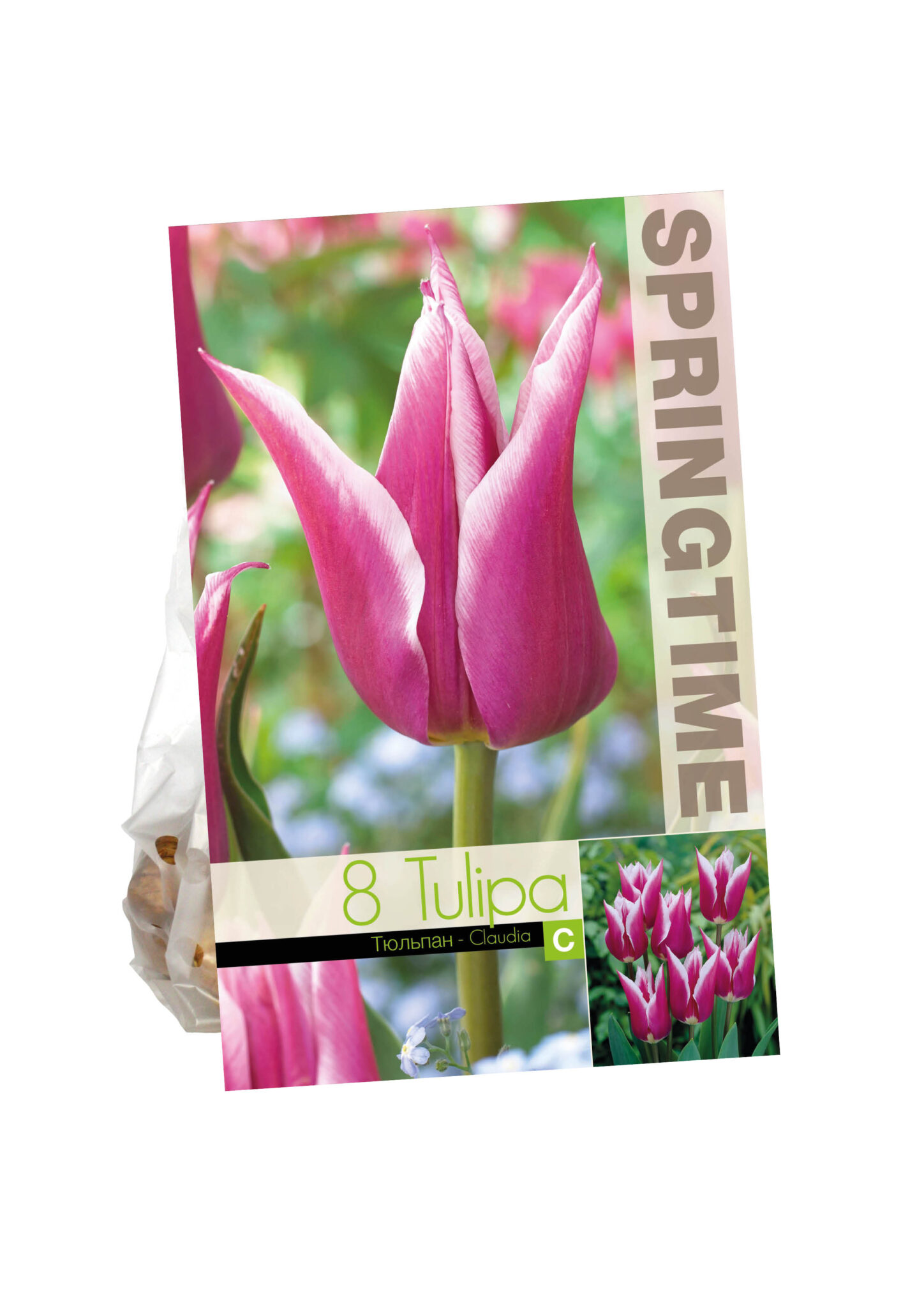 Tulipa Claudia