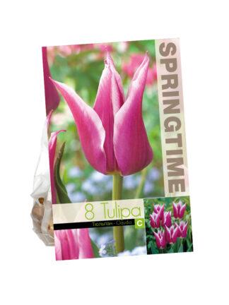 Tulipa Claudia