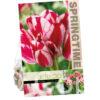 Tulipa Flaming Club