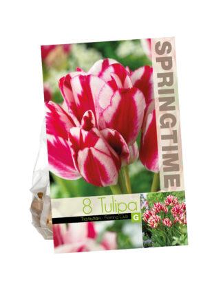 Tulipa Flaming Club