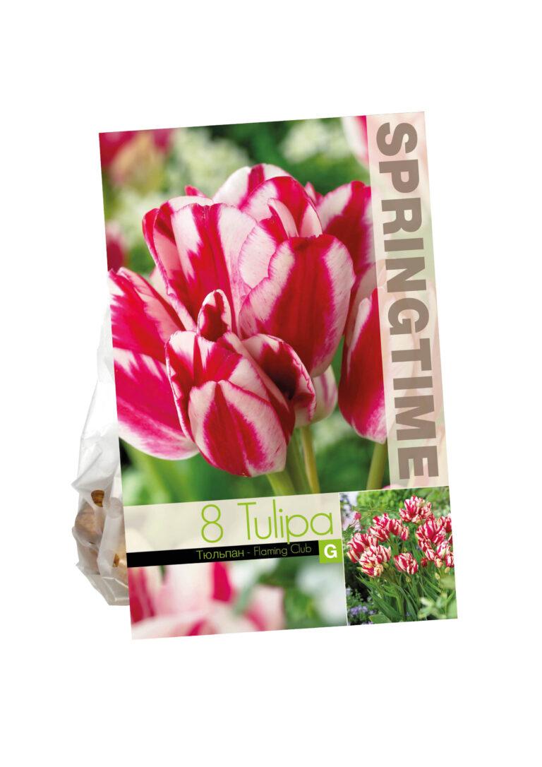 Tulipa Flaming Club
