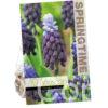 Muscari Latifolium