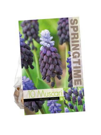 Muscari Latifolium