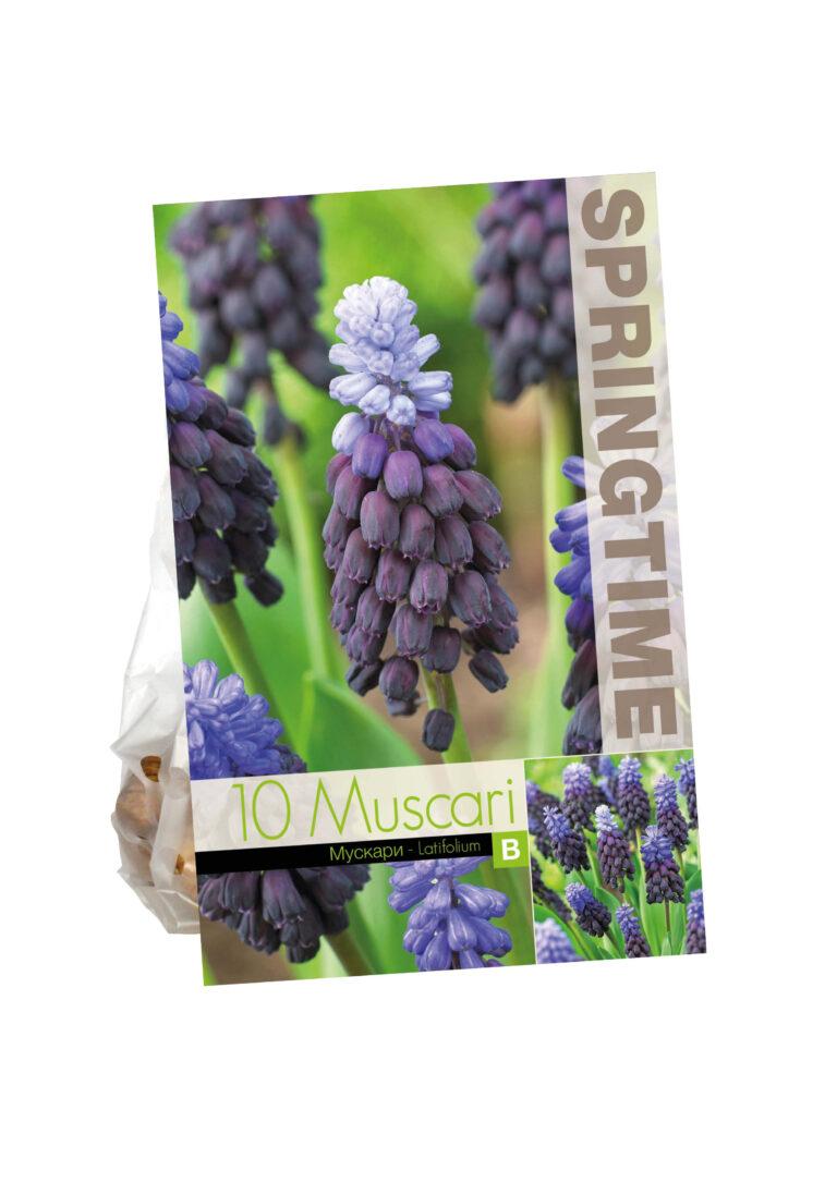 Muscari Latifolium