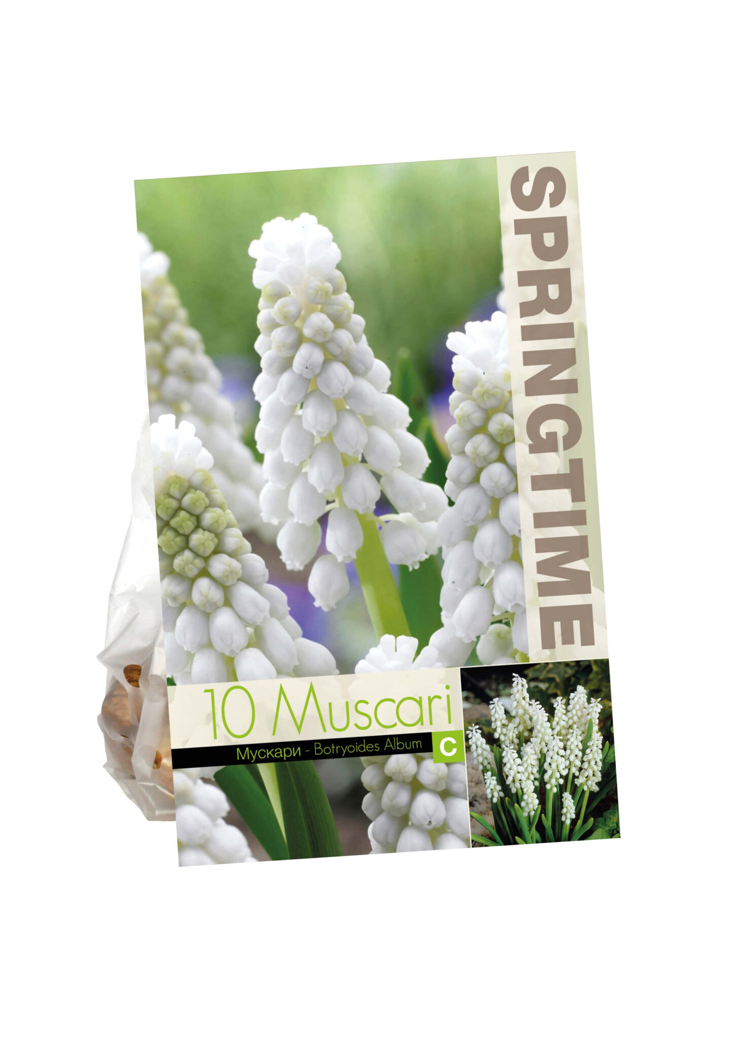 Muscari Botryoides Album