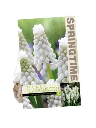 Muscari Botryoides Album