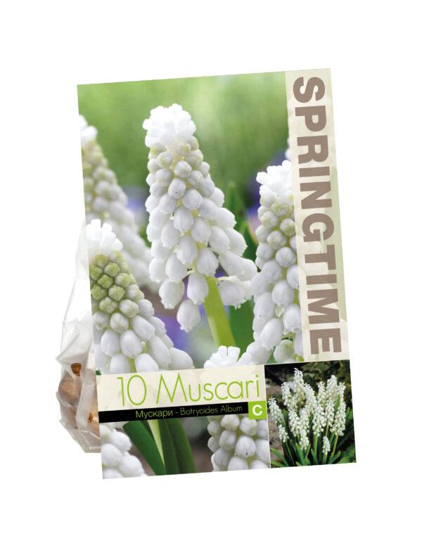 Muscari Botryoides Album