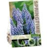 Muscari Armeniacum