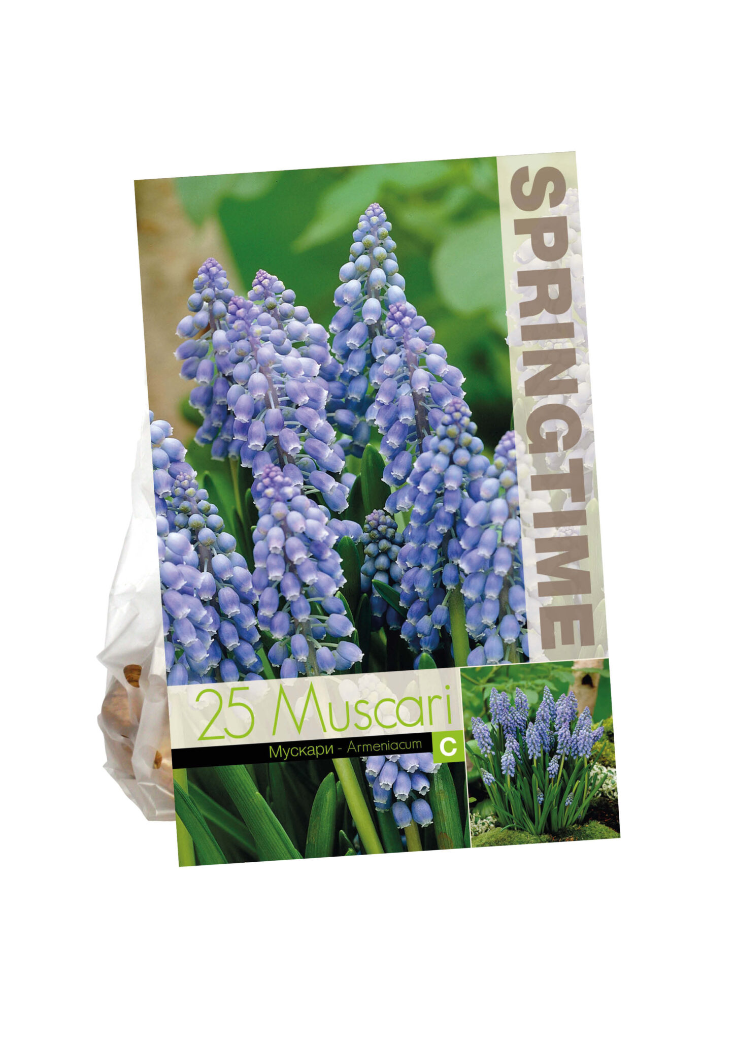 Muscari Armeniacum