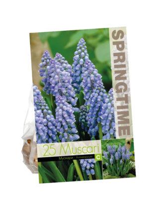 Muscari Armeniacum