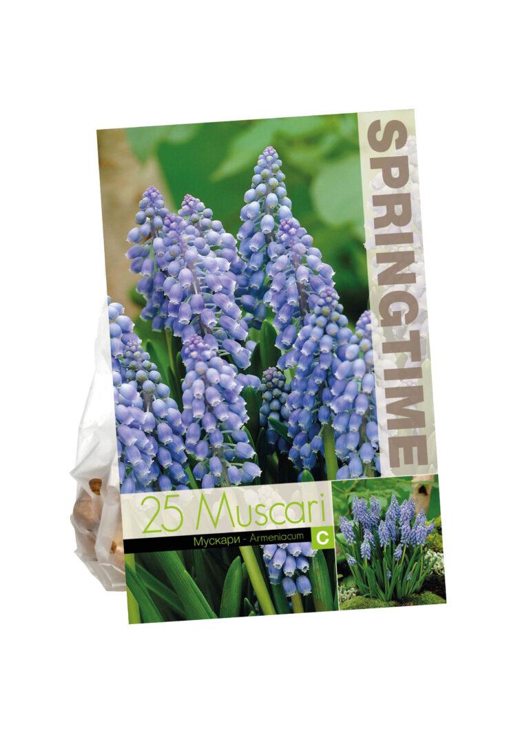 Muscari Armeniacum