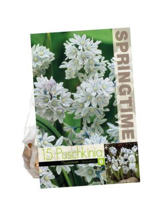 Puschkinia Libanotica