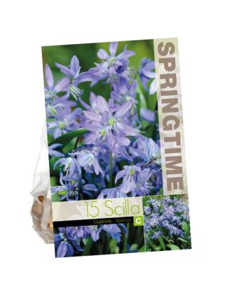 Scilla Siberica
