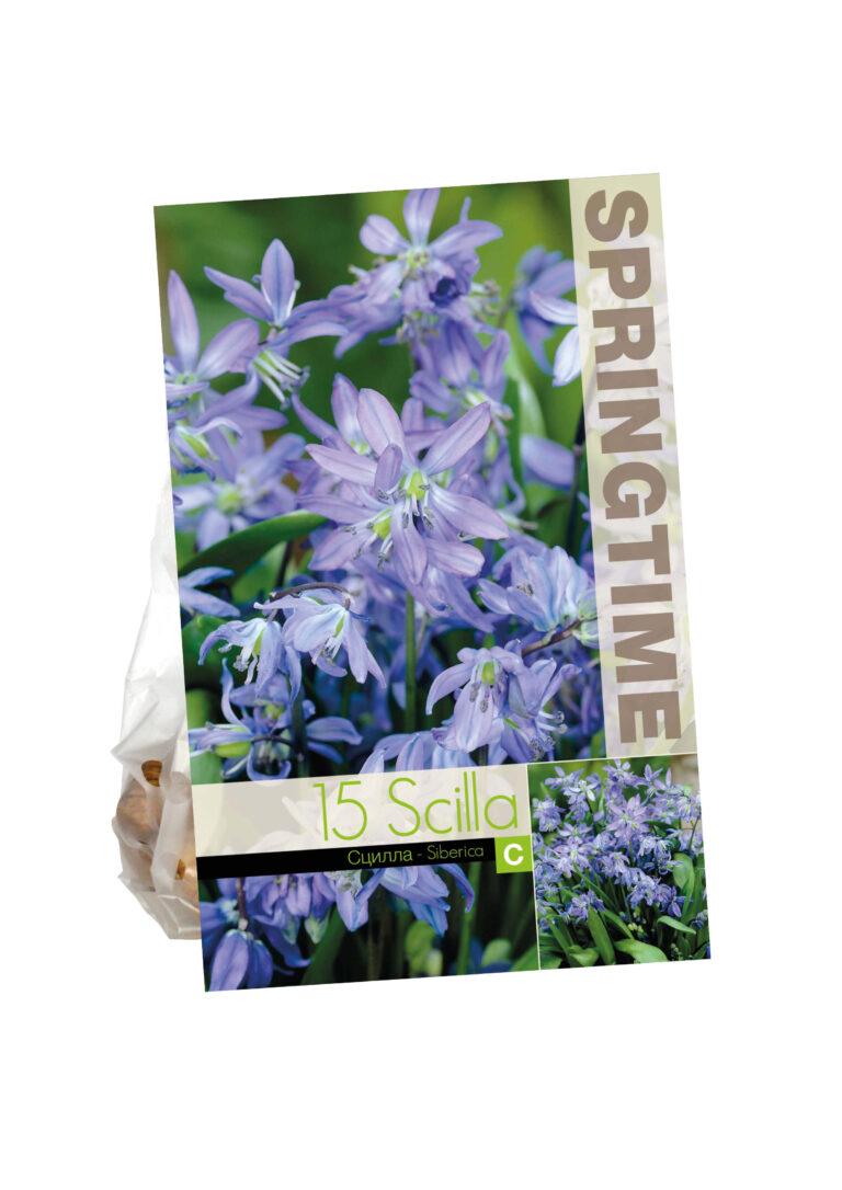 Scilla Siberica
