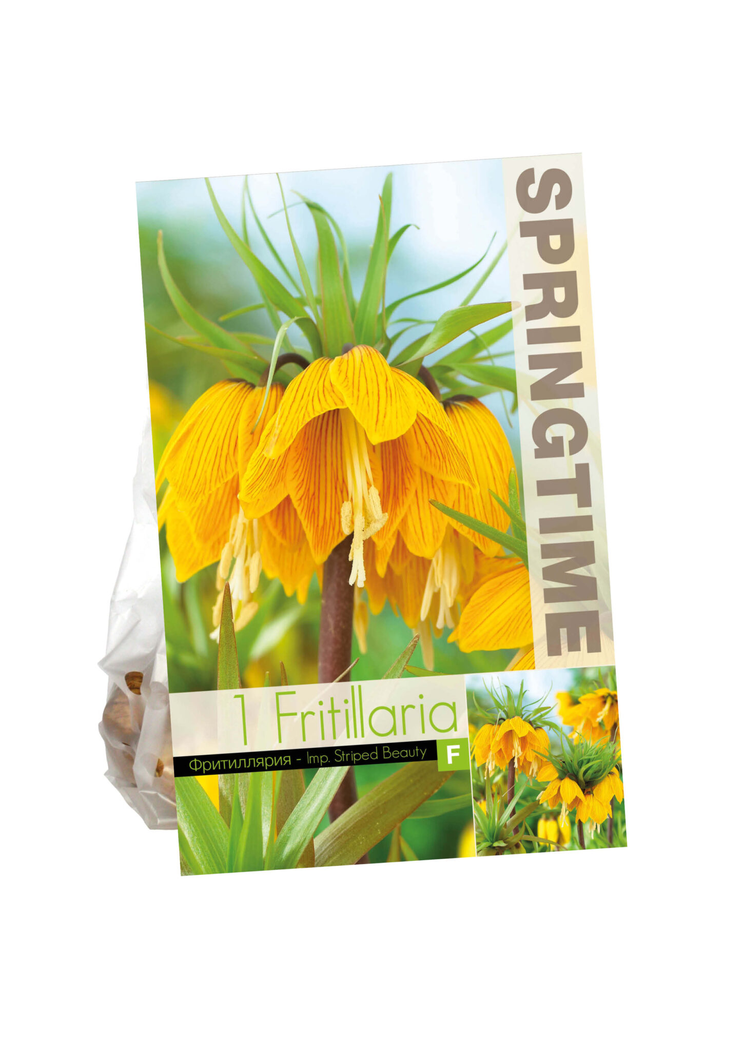 Fritillaria Imp. Striped Beauty