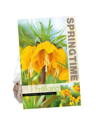 Fritillaria Imp. Striped Beauty