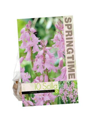 Scilla Hispanica The Rose