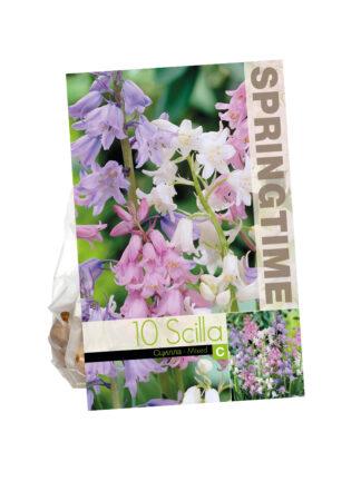 Scilla Campanulata Mixed