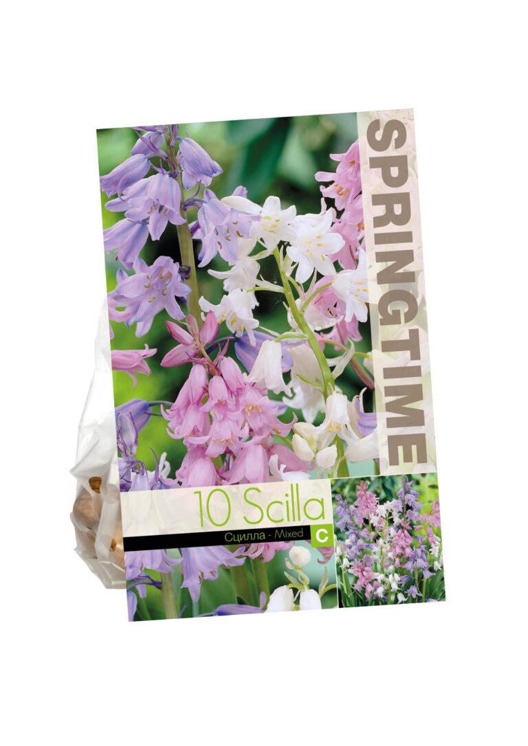 Scilla Campanulata Mixed