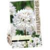 Allium ampl. Gracefull