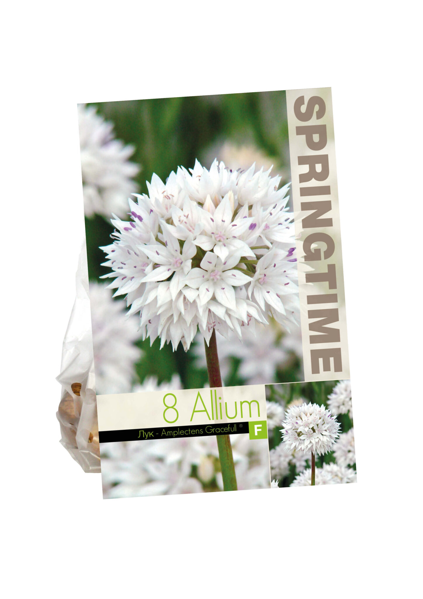Allium ampl. Gracefull