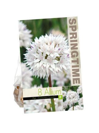 Allium ampl. Gracefull
