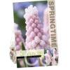 Muscari Pink Sunrise