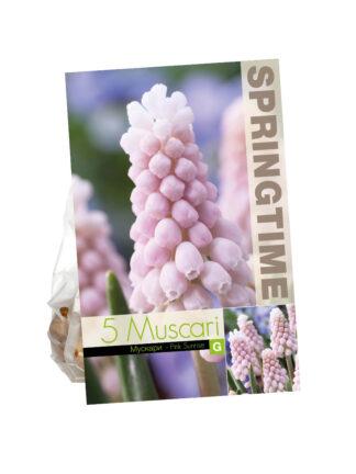 Muscari Pink Sunrise