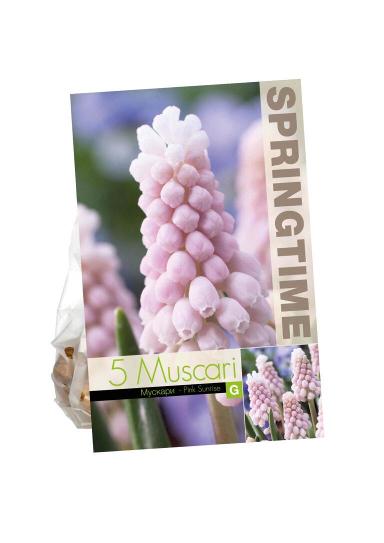 Muscari Pink Sunrise