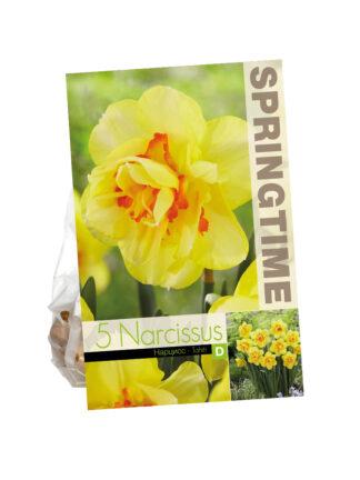 Narcissus Tahiti