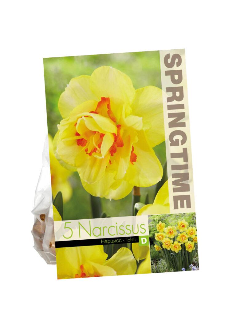 Narcissus Tahiti