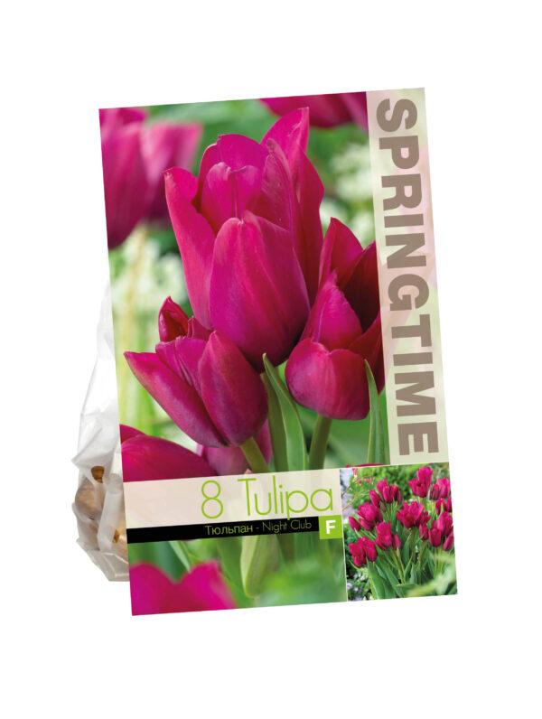 Tulipa Night Club