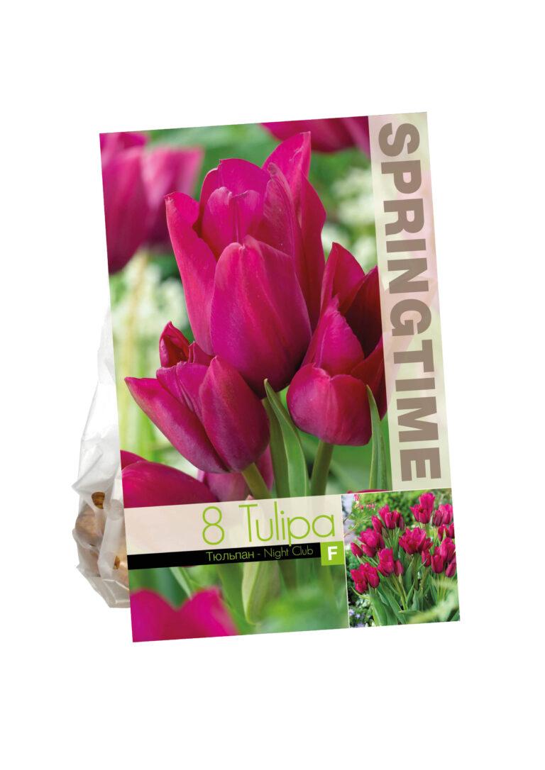 Tulipa Night Club