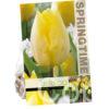 Tulipa Sunny Prince