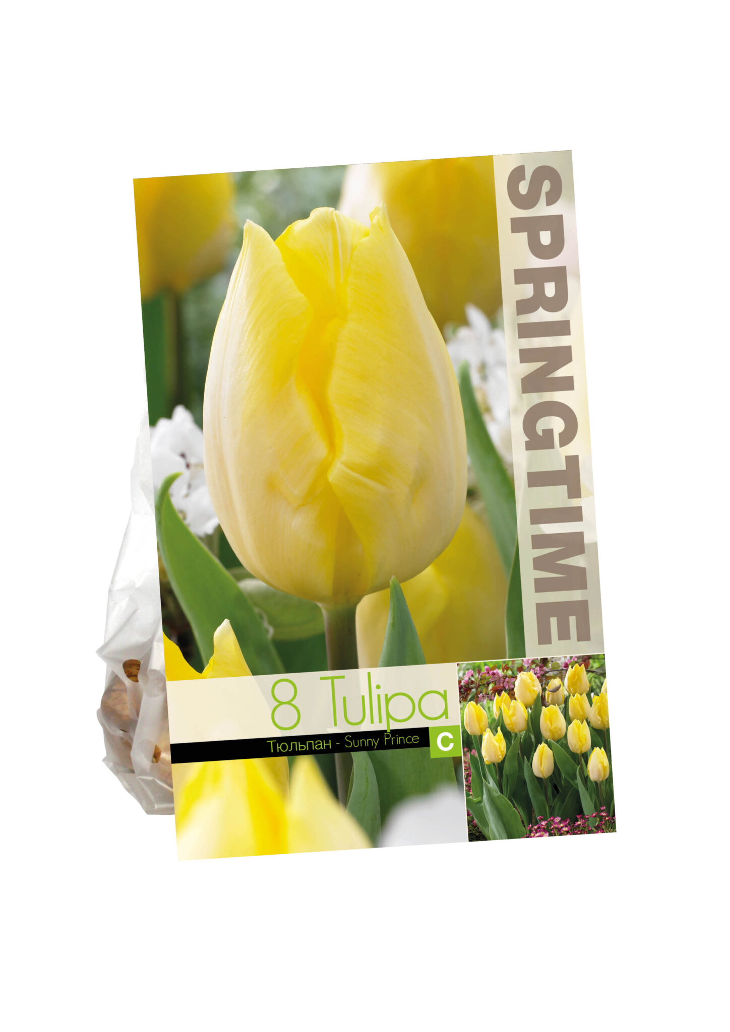 Tulipa Sunny Prince