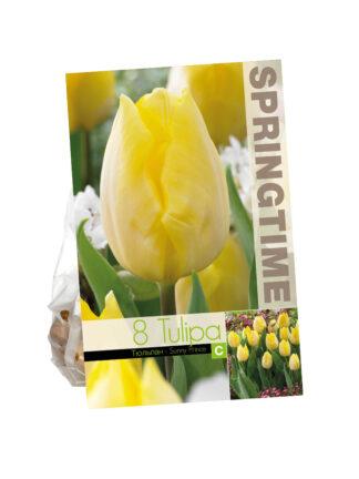 Tulipa Sunny Prince