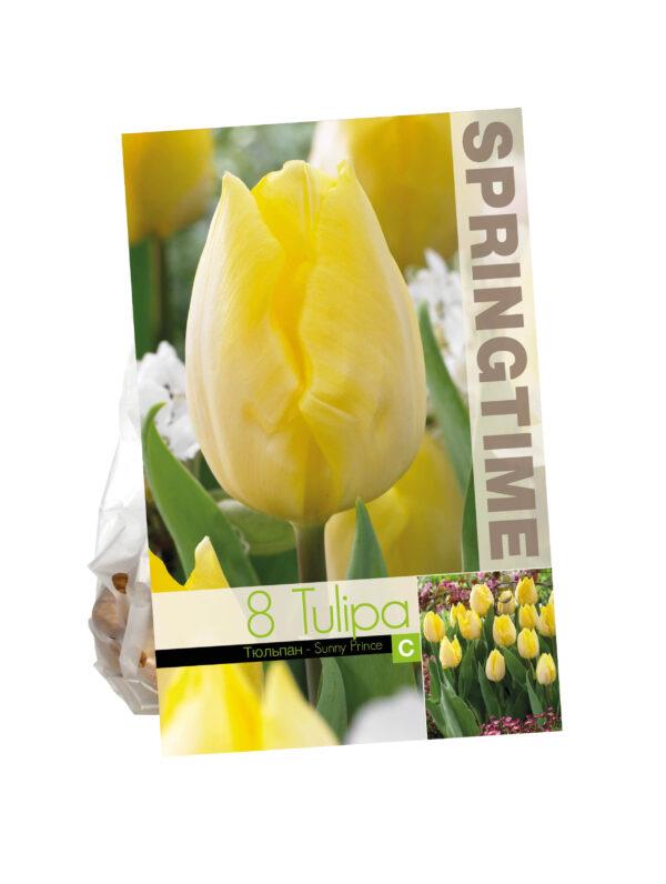 Tulipa Sunny Prince