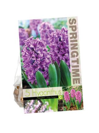 Hyacinthus Miss Saigon