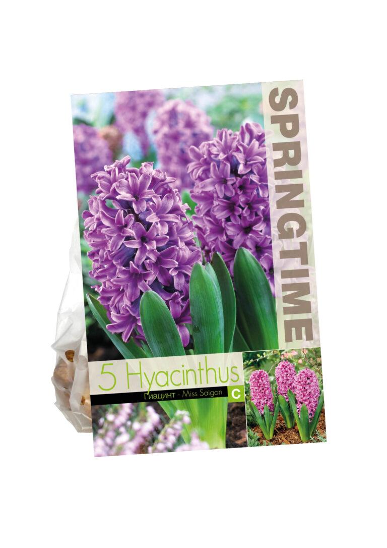 Hyacinthus Miss Saigon