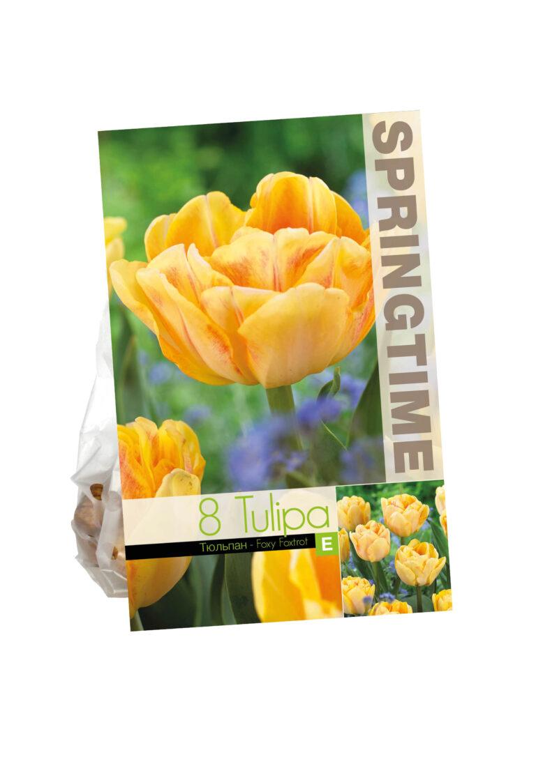 Tulipa Foxy Foxtrot
