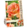 Tulipa Charming Beauty