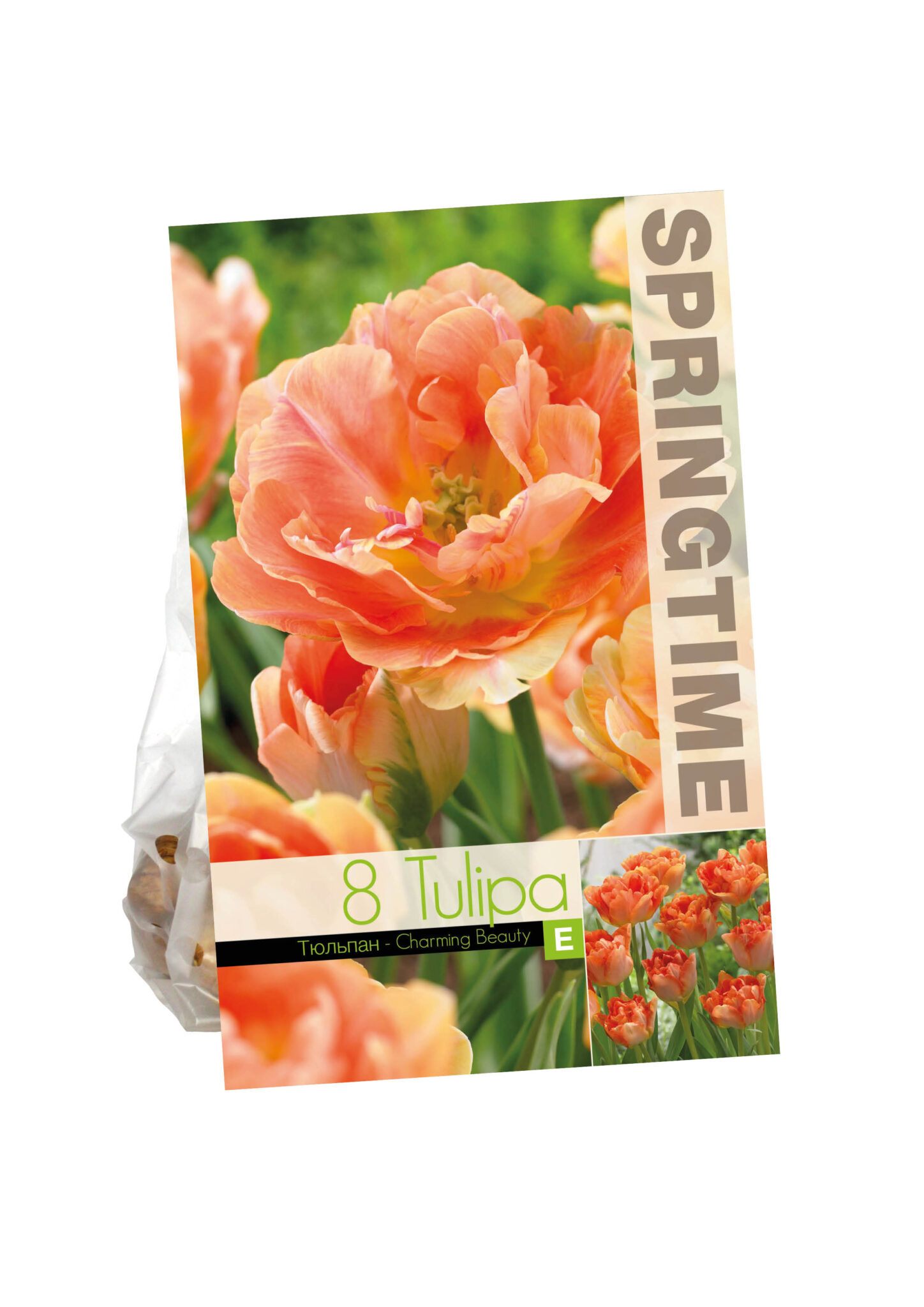 Tulipa Charming Beauty