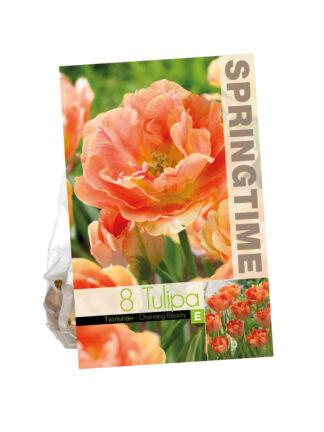 Tulipa Charming Beauty