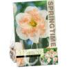 Narcissus Pink Wonder