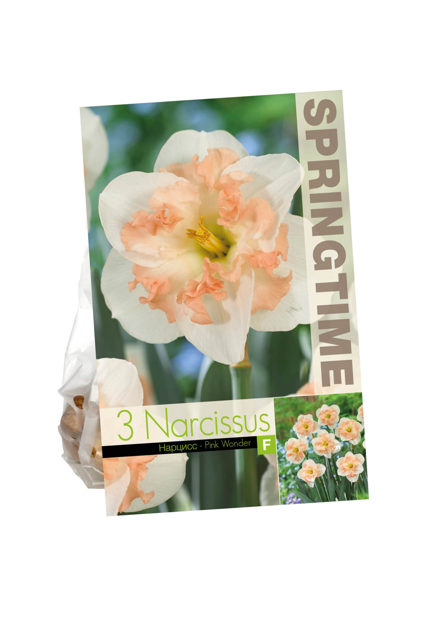 Narcissus Pink Wonder