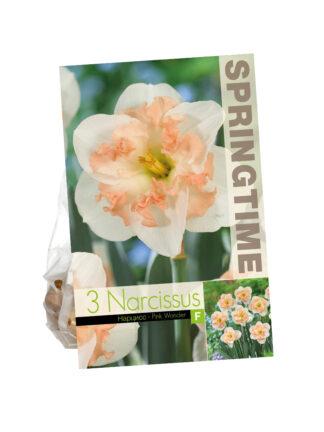 Narcissus Pink Wonder