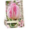 Tulipa Silver Parrot