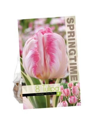 Tulipa Silver Parrot