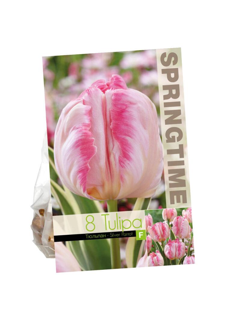 Tulipa Silver Parrot